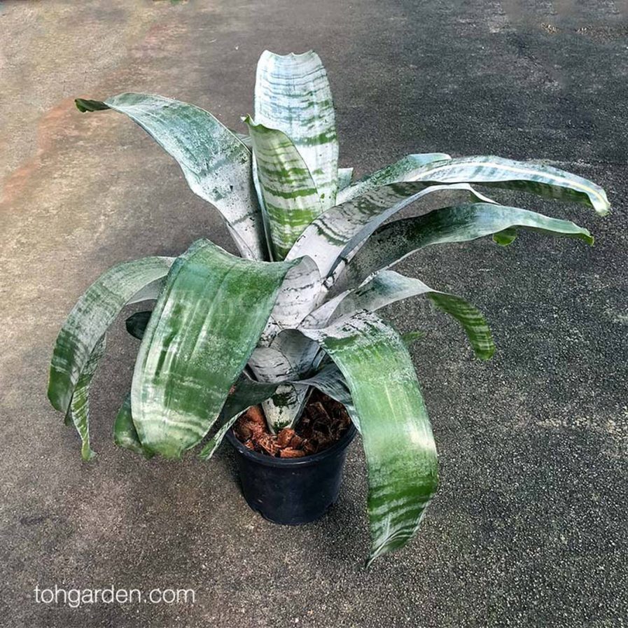 Aechmea fasciata