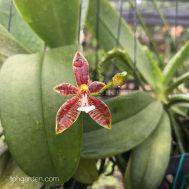 Phalaenopsis cornu cervi