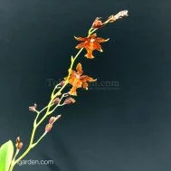 Wilsonara Orange