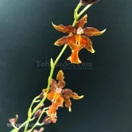 Wilsonara Orange