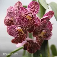 Vanda Kulwadee Fragrance