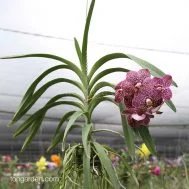 Vanda Kulwadee Fragrance