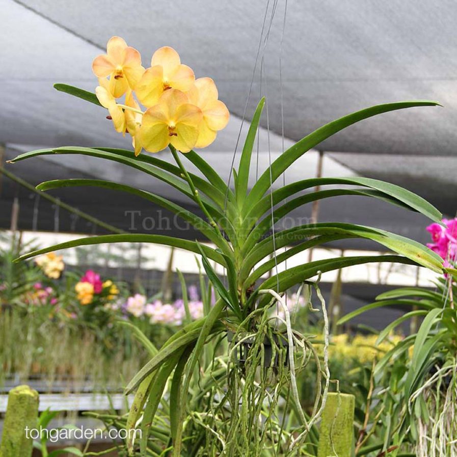 Vanda Yellow Butterfly