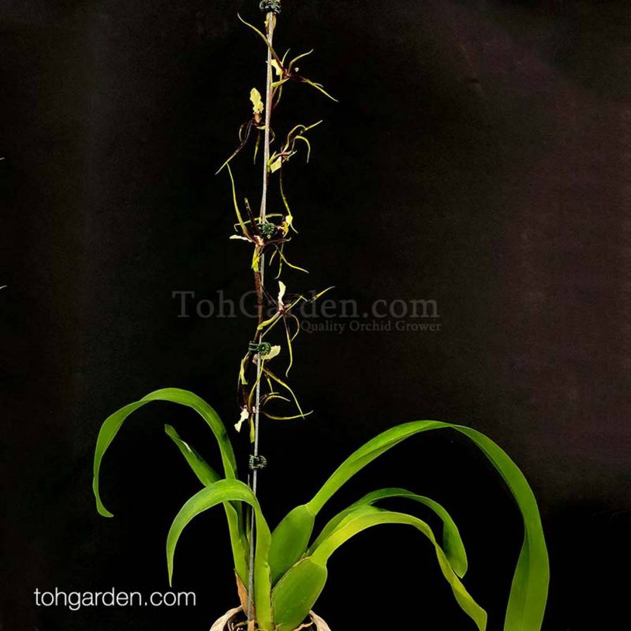 Brassia Brsdm Urchinesque "Standing Tall"