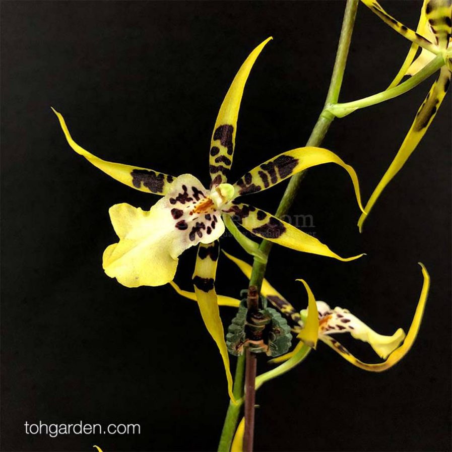 Brassia Brsdm Urchinesque "Standing Tall"