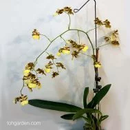 Fragrant in the morning!