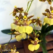 Fragrant in the morning!