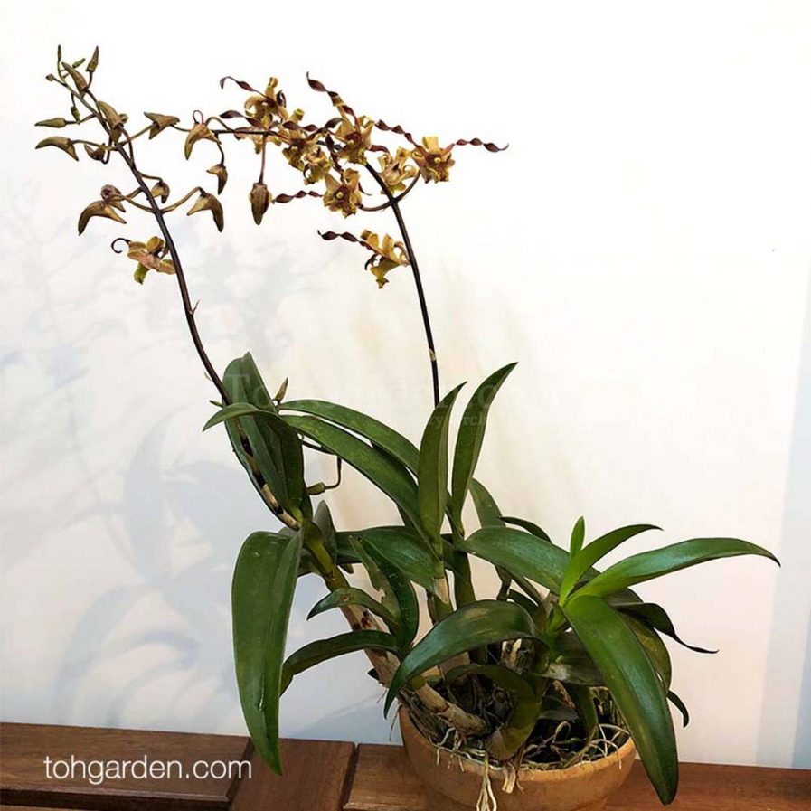 Dendrobium black spider hybrid