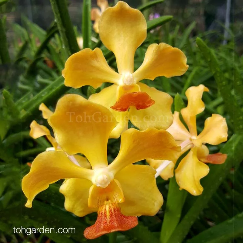 Papilionanda JVB Hybrids