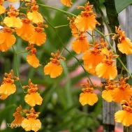 Oncidium Sunset (1916)
