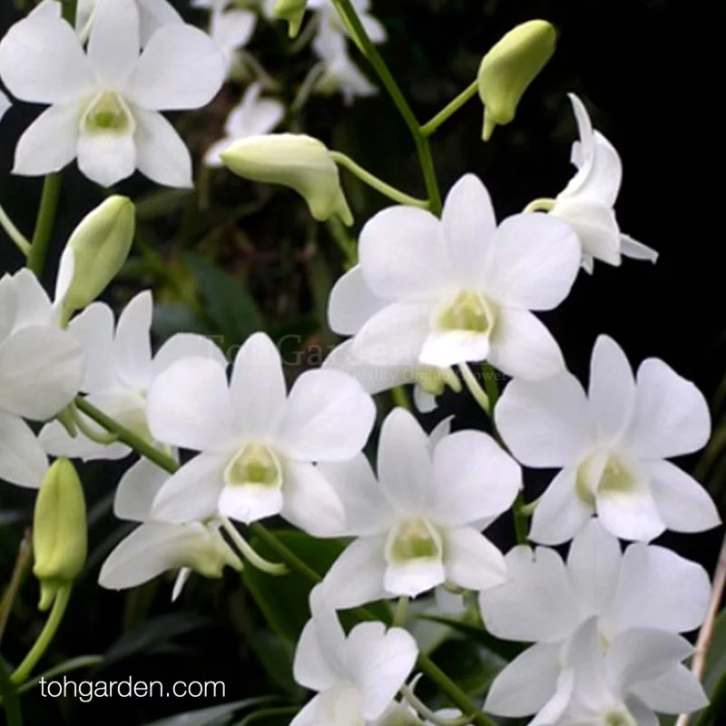 Dendrobium Snow White