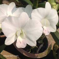 Dendrobium Pearline