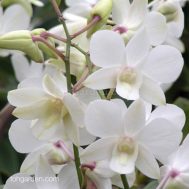 Dendrobium Mother Theresa Mutation