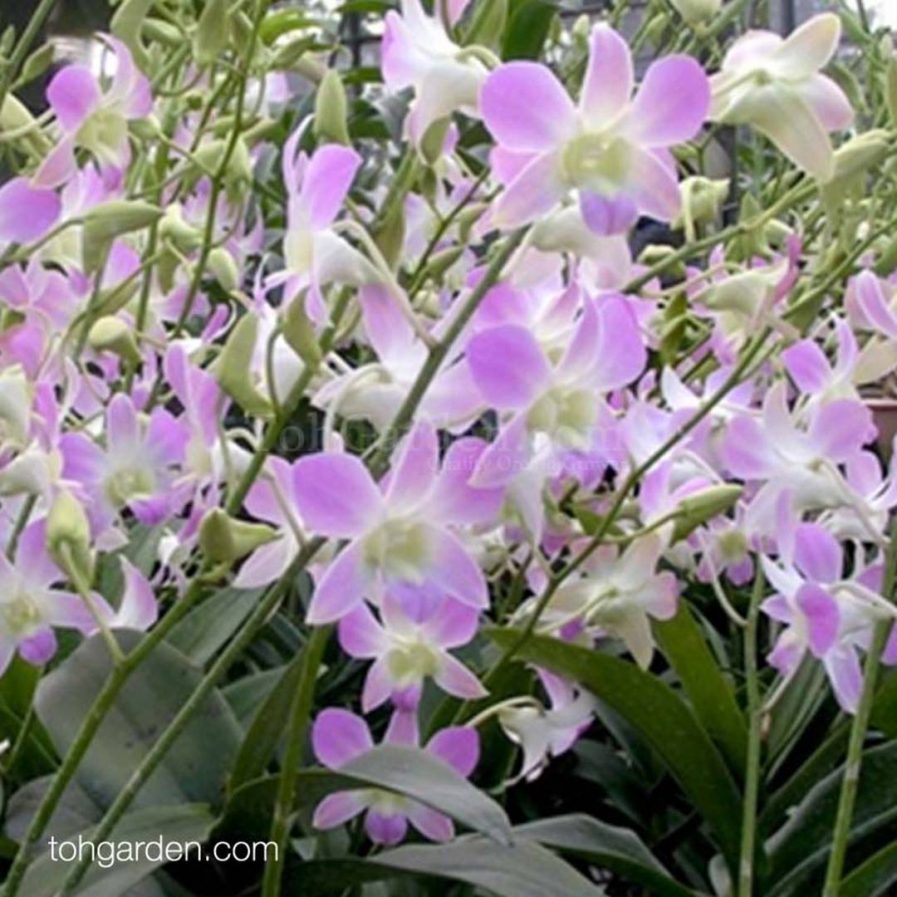 Dendrobium Lucian Pink