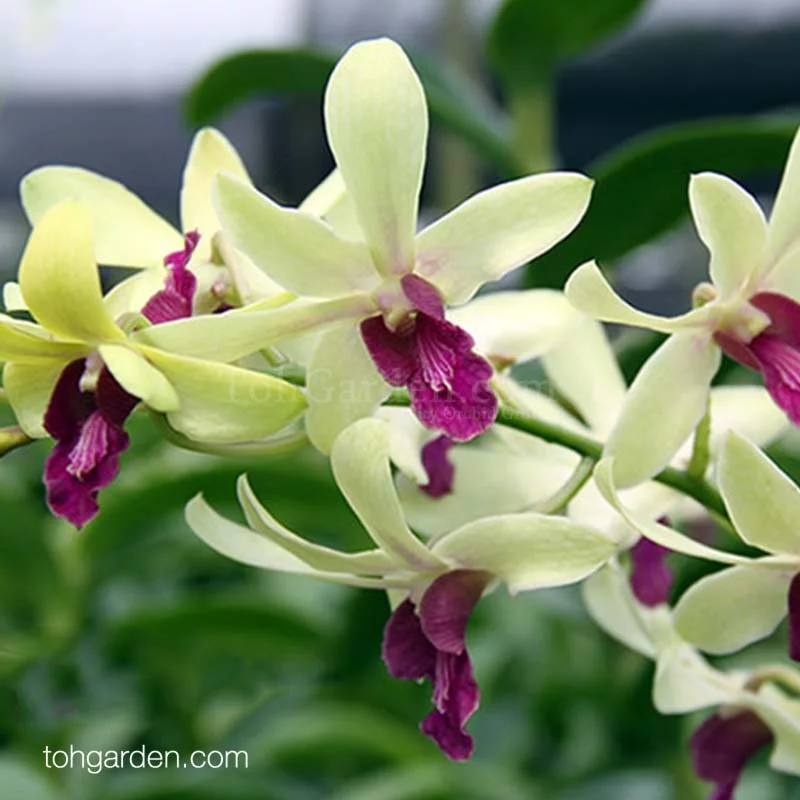 Dendrobium Woon Leng