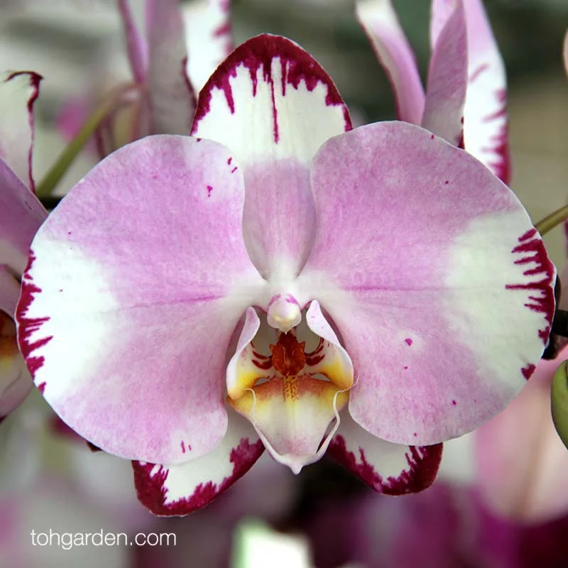 Phalaenopsis Ever Spring Prince Palm