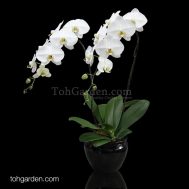 2-in-1 White Phalaenopsis