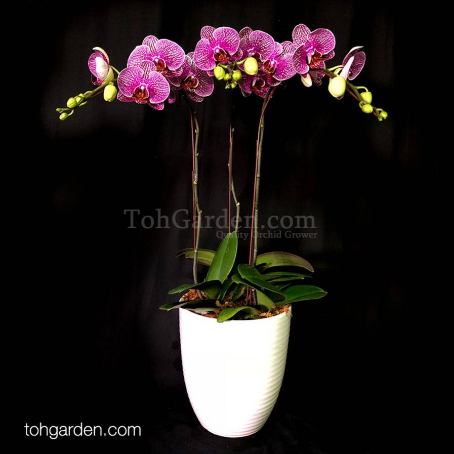 3-in-1 Spotted Purple Phalaenopsis