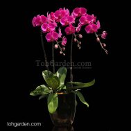 3-in-1 Red Phalaenopsis