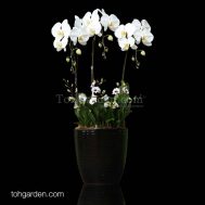 3-in-1 White Phalaenopsis