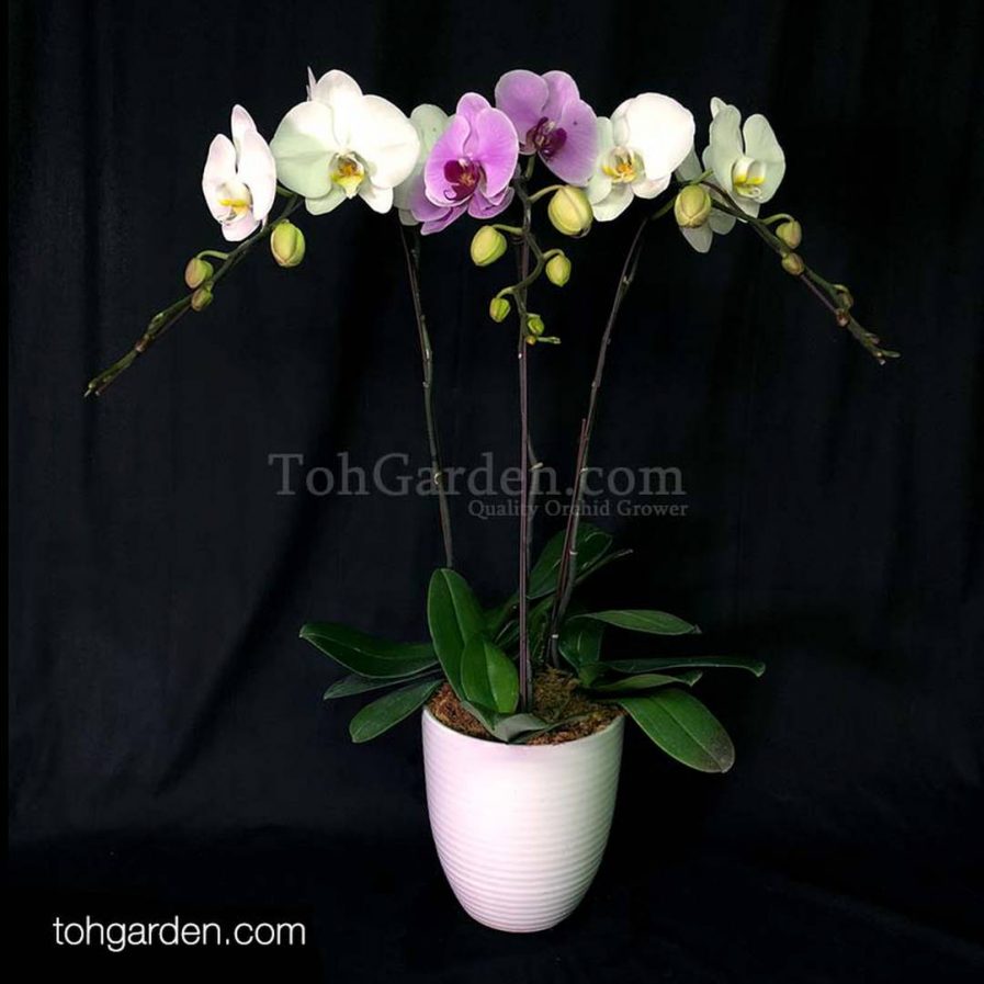 3-in-1 Mixed Pink and White Phalaenopsis