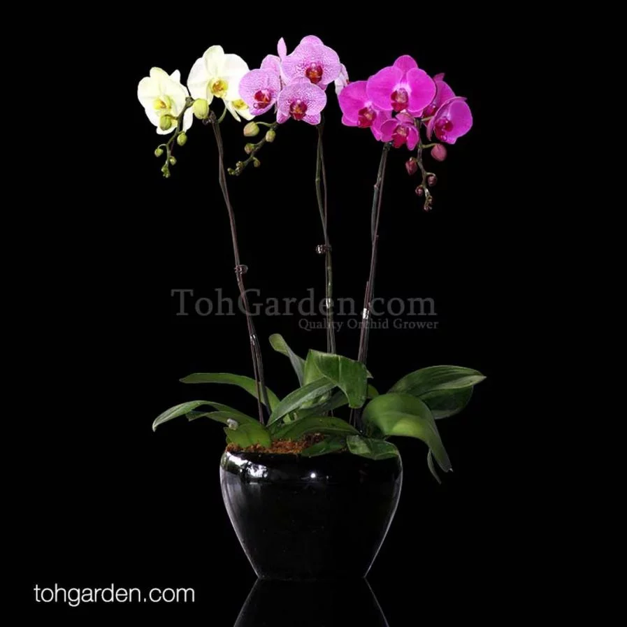 3-in-1 Tricolour Phalaenopsis