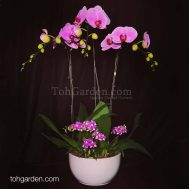 3-in-1 Pink Phalaenopsis with Mini Dendrobiums