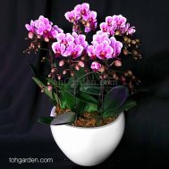 5-in-1 Mini Phalaenopsis (Novelty pink)