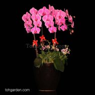 5-in-1 Ox Red Shoe Phalaenopsis with Mini Dendrobiums