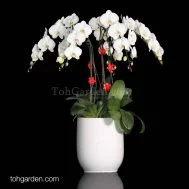 6-in-1 Red Phalaenopsis