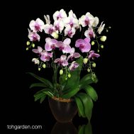 6-in-1 Bicolor Phalaenopsis Ox Pink & White
