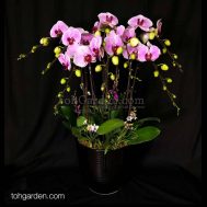 8-in-1 Novelty Pink Phalaenopsis with mini Dendrobiums