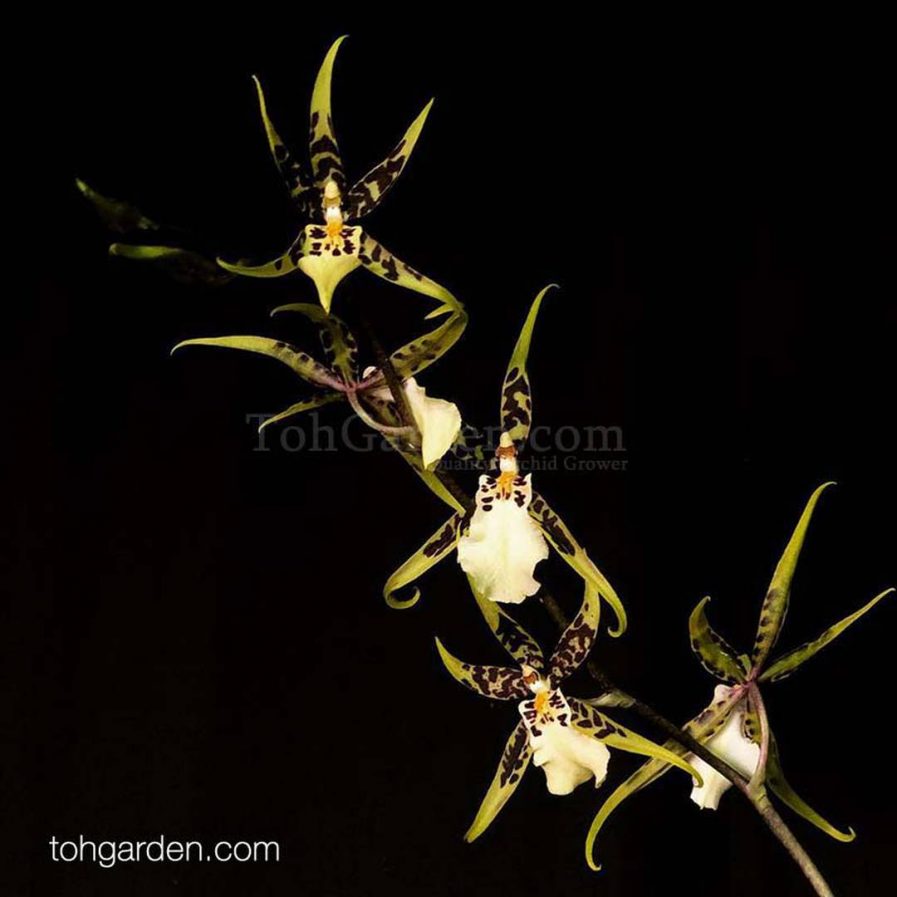 Brassia Brsdm Urchinesque "Standing Tall"