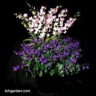 Dendrobium Lucian Pink with Ajuga