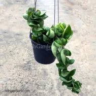 Hoya Hindu Indian Rope Plant