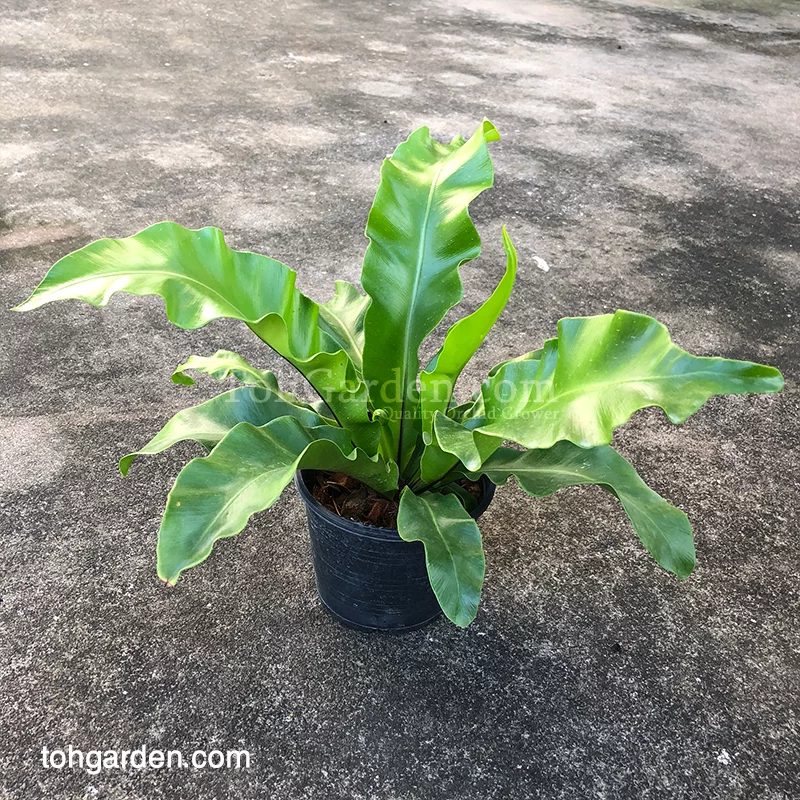 Bird Nest Fern