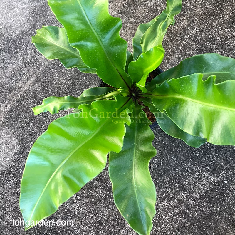 Bird Nest Fern