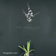 Ionopsis utricularioides
