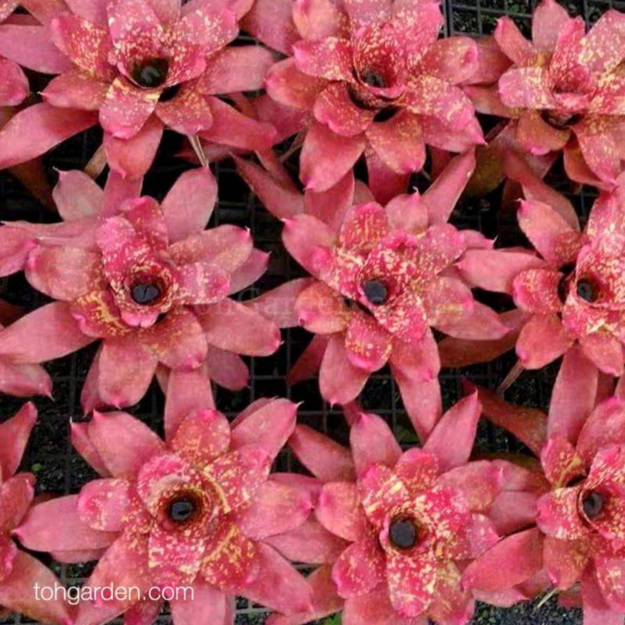 Neoregelia hybrid (tall Mac?)