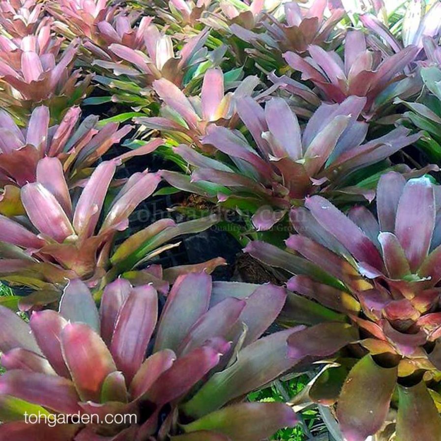 Neoregelia hybrid (tanned?)