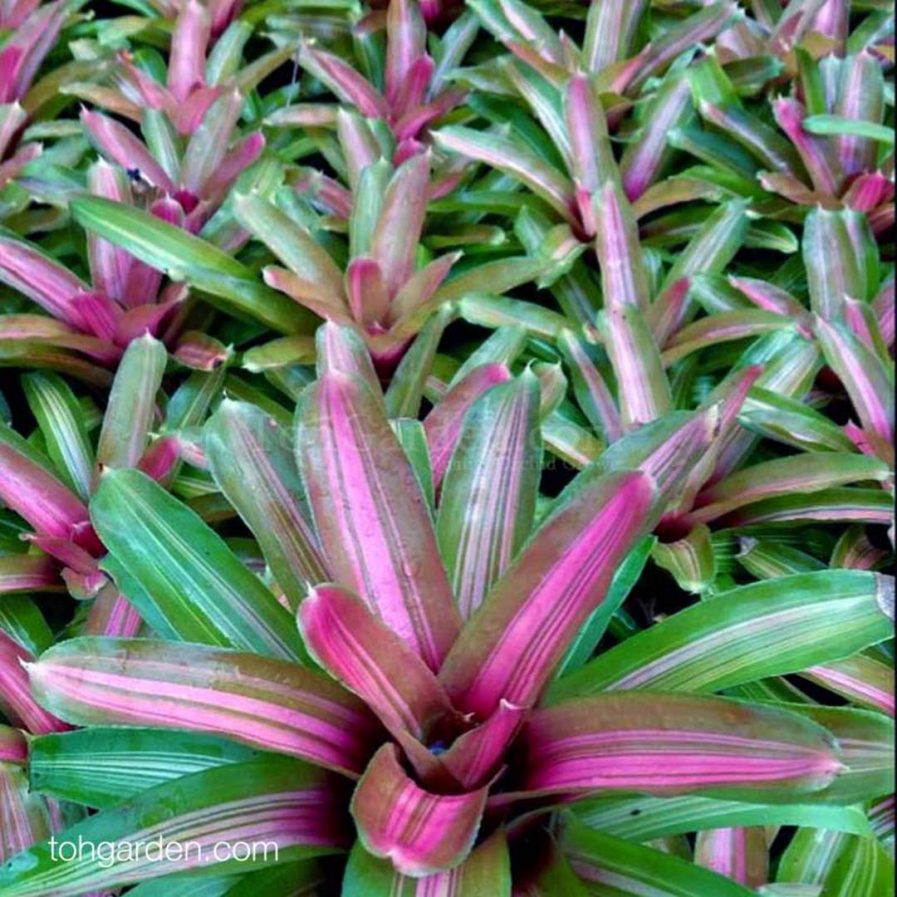 Neoregelia 'Cherub's Blush'