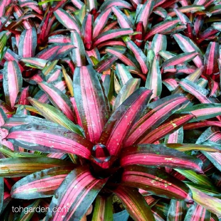 Neoregelia Dynamite