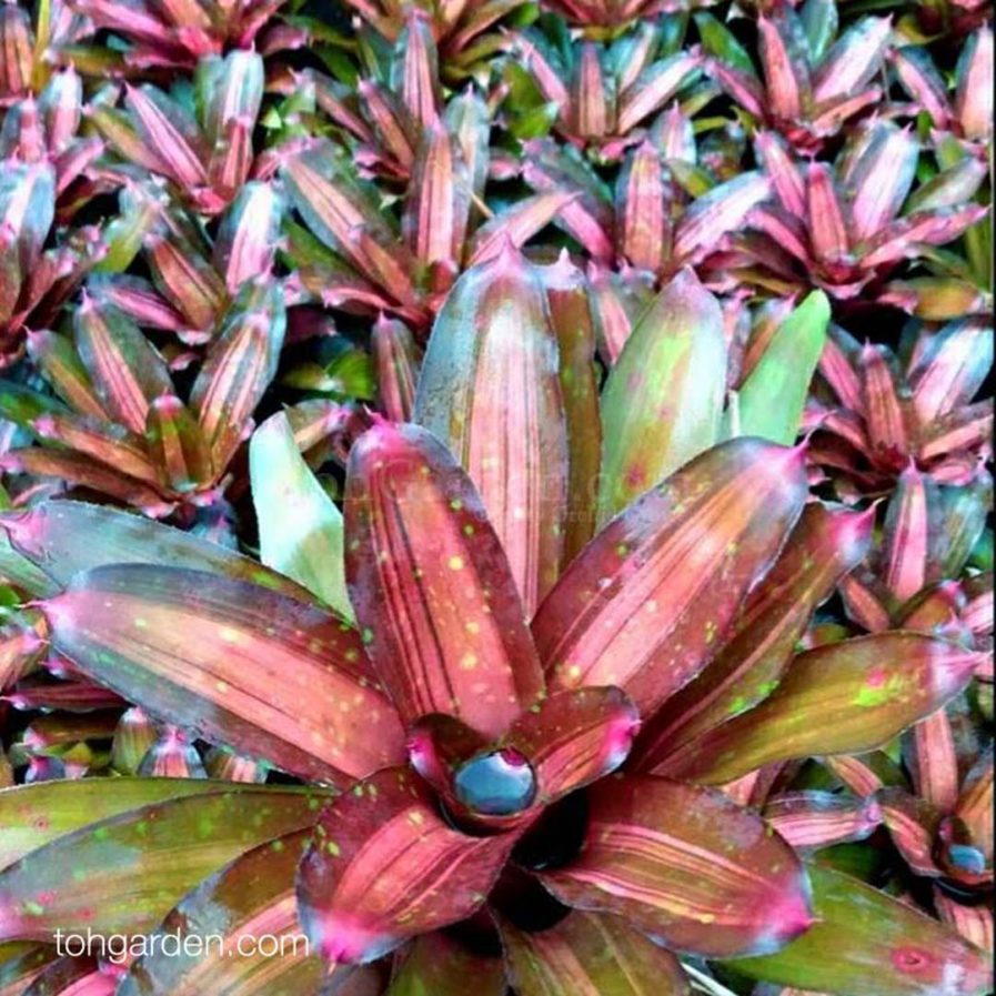 Neoregelia 'Gold Medal'