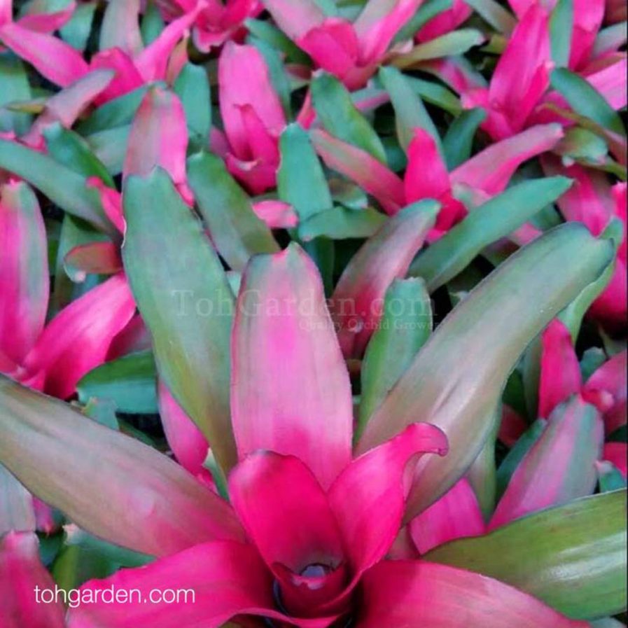 Neoregelia 'Magali'