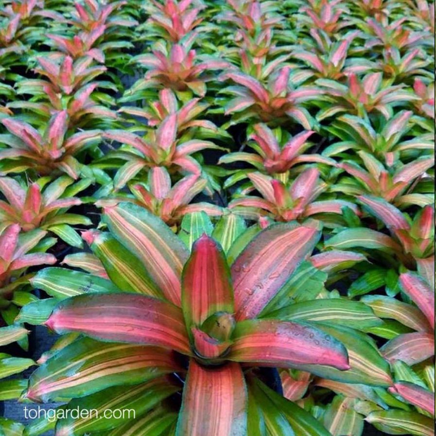 Neoregelia 'Orange Glow'