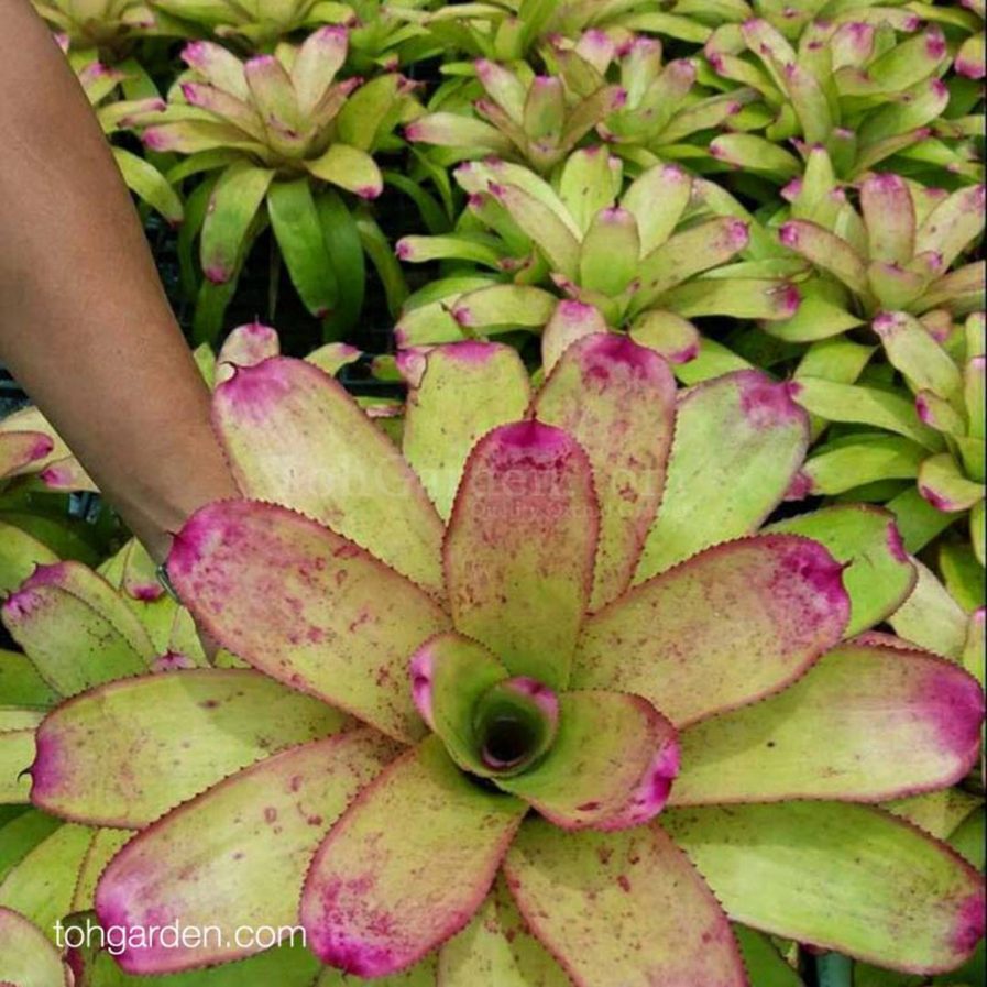 Neoregelia 'Sunday Best'