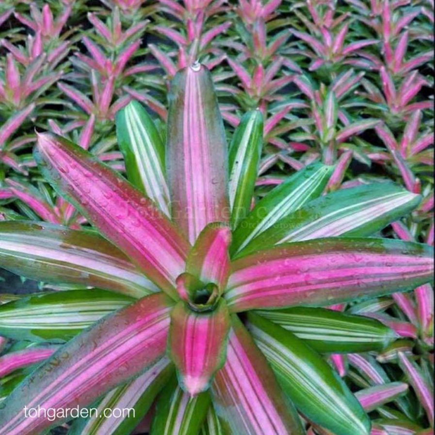 Neoregelia 'Tricolor'