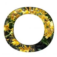 Oncidium (Wilsonara)