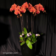5-in-1 Orange Phalaenopsis