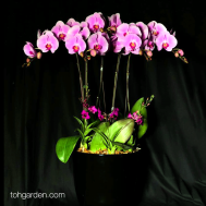 5-in-1 Pink Phalaenopsis with mini Dendrobiums